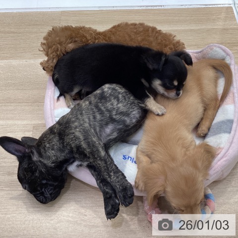 神奈川県のフレンチブルドッグ (ペットプラス 座間店/2025年10月24日生まれ/女の子/ブリンドル)の子犬の3枚目の画像
