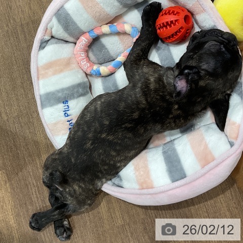 埼玉県のフレンチブルドッグ (ペッツワン 吉川美南店/2025年10月24日生まれ/女の子/ブリンドル)の子犬の4枚目の画像