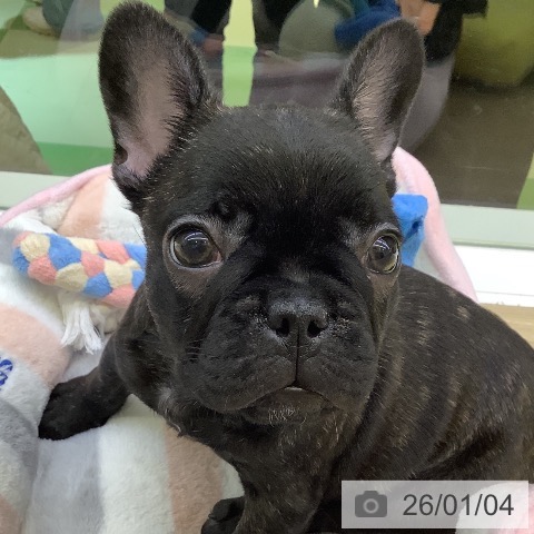 山梨県のフレンチブルドッグ (ペットプラス 甲府昭和店/2025年10月24日生まれ/女の子/ブリンドル)の子犬の3枚目の画像