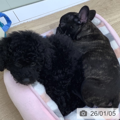 山梨県のフレンチブルドッグ (ペットプラス 甲府昭和店/2025年10月24日生まれ/女の子/ブリンドル)の子犬の4枚目の画像