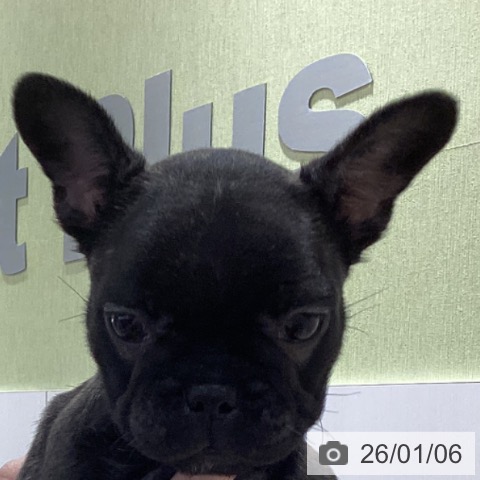 山梨県のフレンチブルドッグ (ペットプラス 甲府昭和店/2025年10月24日生まれ/女の子/ブリンドル)の子犬の3枚目の画像