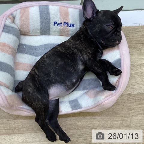 山梨県のフレンチブルドッグ (ペットプラス 甲府昭和店/2025年10月24日生まれ/女の子/ブリンドル)の子犬の3枚目の画像