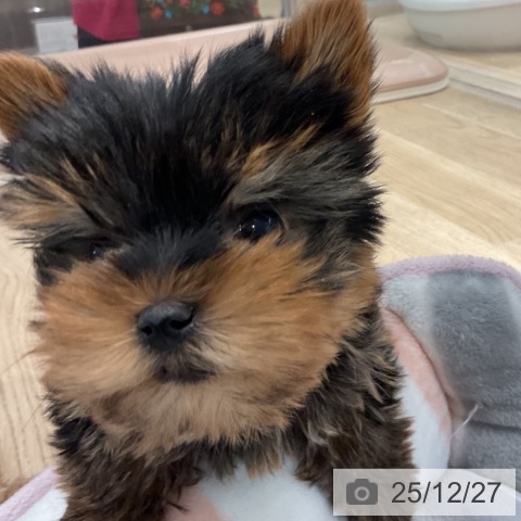 ヨークシャー・テリアの写真