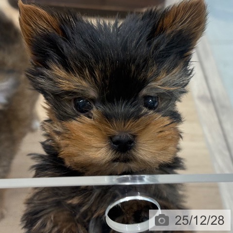 東京都のヨークシャーテリア (ペットプラス アクアシティお台場店/2025年10月24日生まれ/男の子/スチールブルータン)の子犬の3枚目の画像