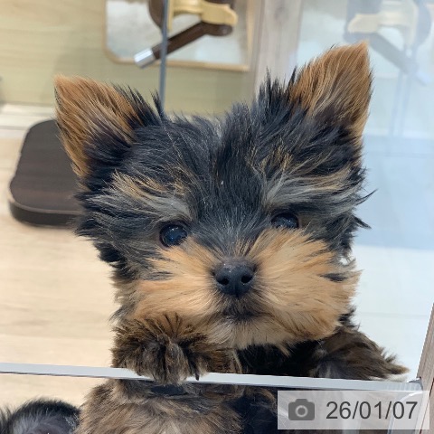 東京都のヨークシャーテリア (ペットプラス アクアシティお台場店/2025年10月24日生まれ/男の子/スチールブルータン)の子犬の3枚目の画像