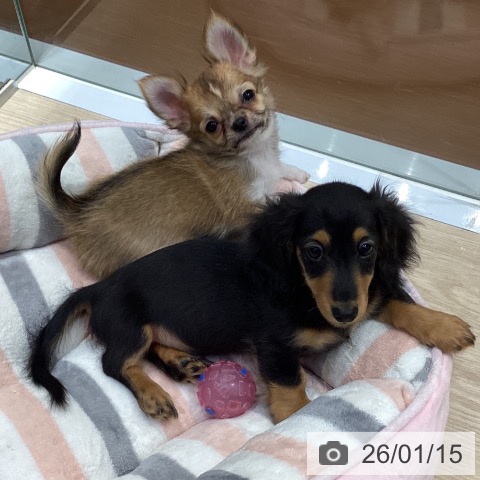 愛知県のミニチュアダックスフンド(ロング) (ペットプラス イオンモール長久手店/2025年10月24日生まれ/男の子/ブラックタン)の子犬の4枚目の画像