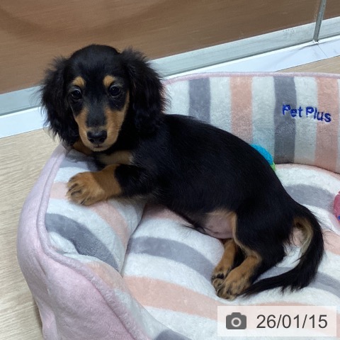 愛知県のミニチュアダックスフンド(ロング) (ペットプラス イオンモール長久手店/2025年10月24日生まれ/男の子/ブラックタン)の子犬の3枚目の画像