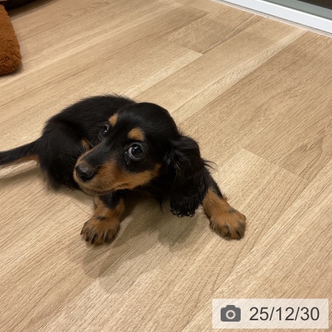 三重県のミニチュアダックスフンド(ロング) (ペットプラス 鈴鹿店/2025年10月24日生まれ/男の子/ブラックタン)の子犬の4枚目の画像