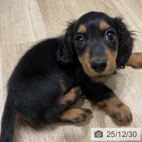 三重県のミニチュアダックスフンド(ロング) (ペットプラス 鈴鹿店/2025年10月24日生まれ/男の子/ブラックタン)の子犬の3枚目の画像