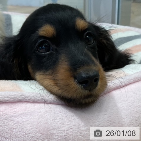 三重県のミニチュアダックスフンド(ロング) (ペットプラス 鈴鹿店/2025年10月24日生まれ/男の子/ブラックタン)の子犬の3枚目の画像