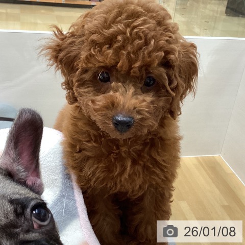 石川県のトイプードル(トイ) (ペットプラス 新小松店/2025年10月23日生まれ/女の子/レッド)の子犬の3枚目の画像