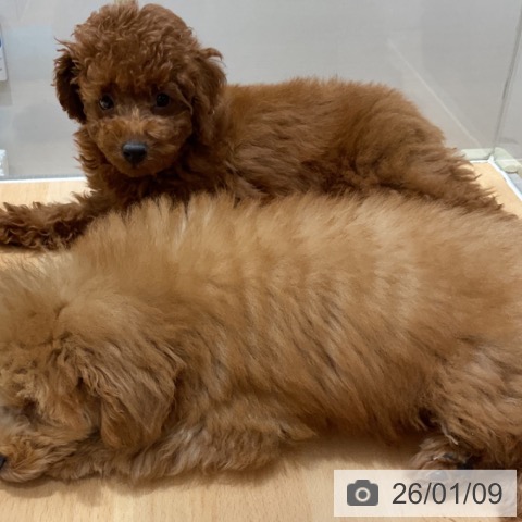 石川県のトイプードル(トイ) (ペットプラス 新小松店/2025年10月23日生まれ/女の子/レッド)の子犬の3枚目の画像