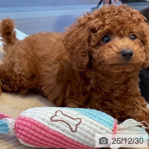 愛知県のトイプードル(トイ) (ペットプラス 岡崎店/2025年10月23日生まれ/女の子/レッド)の子犬の3枚目の画像