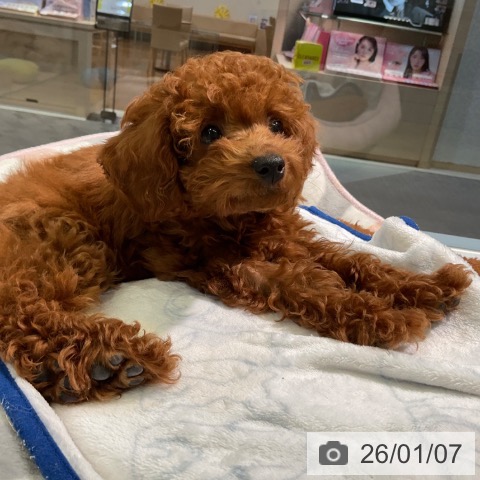 愛知県のトイプードル(トイ) (ペットプラス 岡崎店/2025年10月23日生まれ/女の子/レッド)の子犬の4枚目の画像