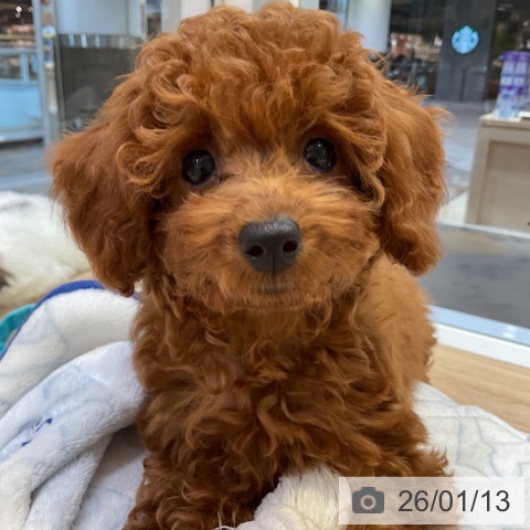 愛知県のトイプードル(トイ) (ペットプラス 岡崎店/2025年10月23日生まれ/女の子/レッド)の子犬の3枚目の画像