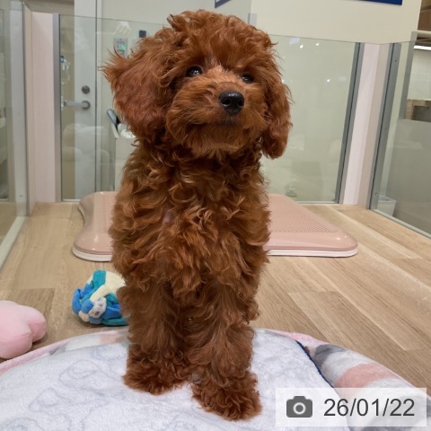 愛知県のトイプードル(トイ) (ペットプラス 岡崎店/2025年10月23日生まれ/女の子/レッド)の子犬の3枚目の画像