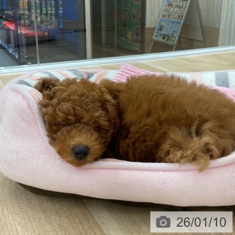 愛知県のトイプードル(トイ) (ペットプラス 豊橋牧野店/2025年10月22日生まれ/男の子/レッド)の子犬の3枚目の画像