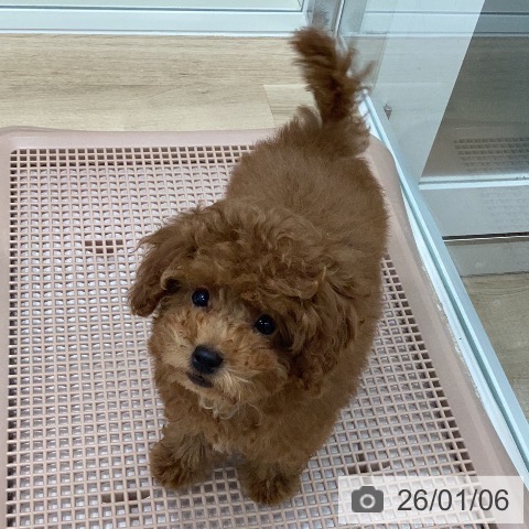 トイ・プードルの写真