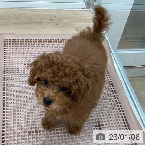 トイ・プードルの写真