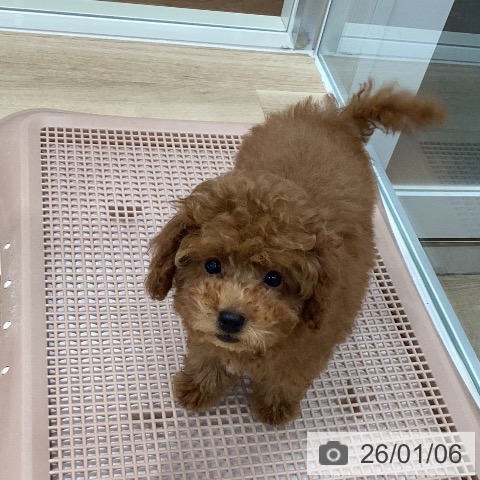 トイ・プードルの写真