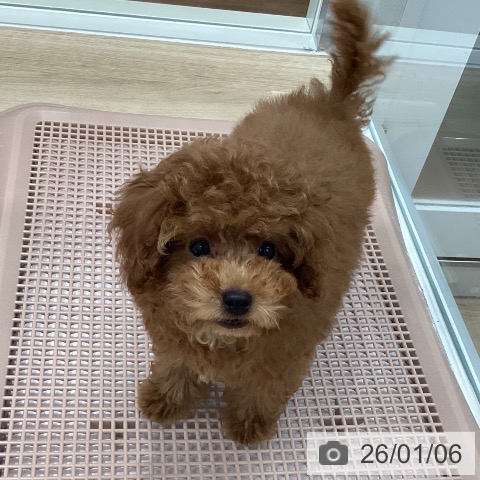 岐阜県のトイプードル(トイ) (ペットプラス 各務原店/2025年10月22日生まれ/男の子/レッド)の子犬の4枚目の画像