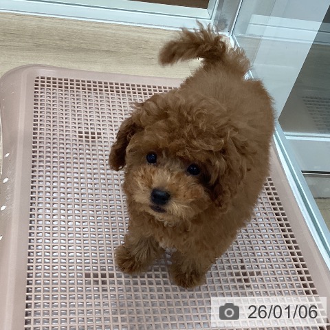 岐阜県のトイプードル(トイ) (ペットプラス 各務原店/2025年10月22日生まれ/男の子/レッド)の子犬の3枚目の画像