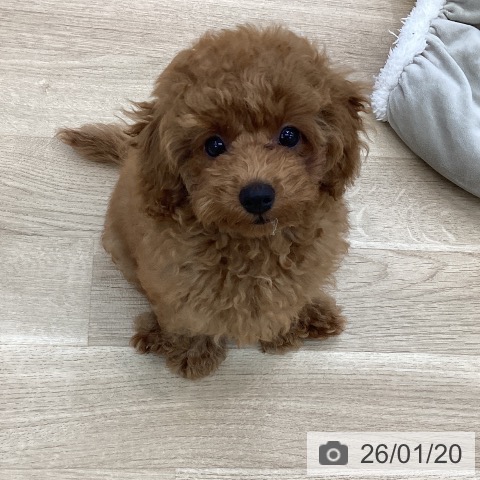 愛知県のトイプードル(トイ) (ペットプラス みなと店/2025年10月22日生まれ/女の子/レッド)の子犬の4枚目の画像