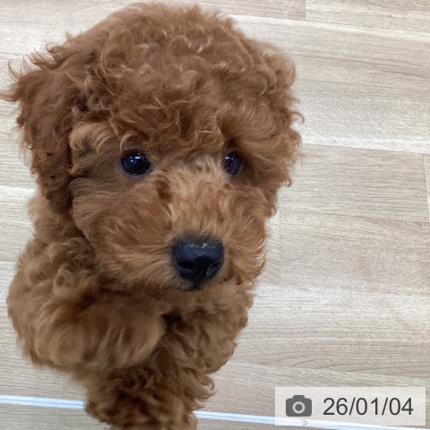 愛知県のトイプードル(トイ) (ペットプラス みなと店/2025年10月22日生まれ/女の子/レッド)の子犬の4枚目の画像