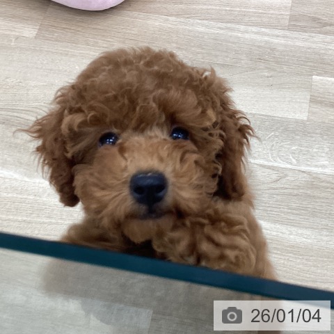 愛知県のトイプードル(トイ) (ペットプラス みなと店/2025年10月22日生まれ/女の子/レッド)の子犬の3枚目の画像