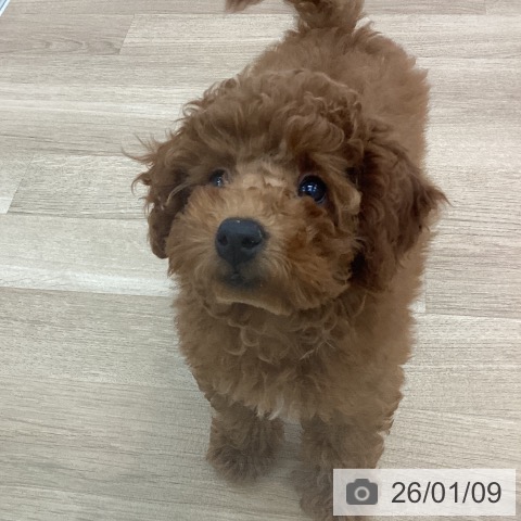 愛知県のトイプードル(トイ) (ペットプラス みなと店/2025年10月22日生まれ/女の子/レッド)の子犬の4枚目の画像