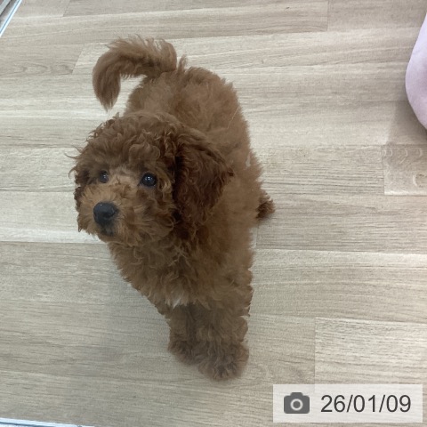 愛知県のトイプードル(トイ) (ペットプラス みなと店/2025年10月22日生まれ/女の子/レッド)の子犬の3枚目の画像