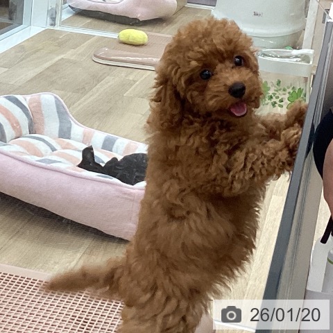 愛知県のトイプードル(トイ) (ペットプラス みなと店/2025年10月22日生まれ/女の子/レッド)の子犬の3枚目の画像