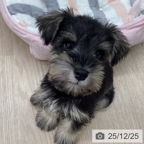 ミニチュア・シュナウザーの写真