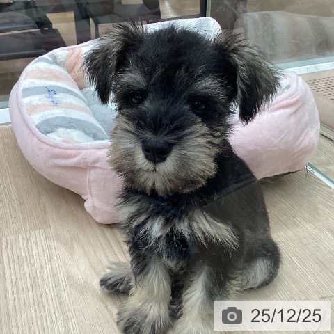 ミニチュア・シュナウザーの写真