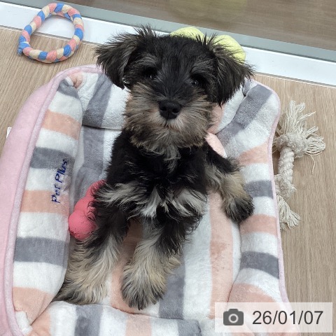 石川県のミニチュアシュナウザー (ペットプラス 白山店/2025年10月23日生まれ/男の子/ソルトペッパー)の子犬の3枚目の画像