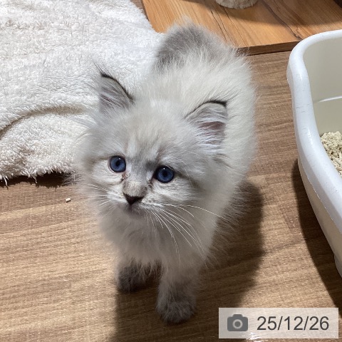 東京都のサイベリアン (ペッツワン 青梅インター店/2025年10月22日生まれ/男の子/シールリンクスポイント)の子猫の4枚目の画像