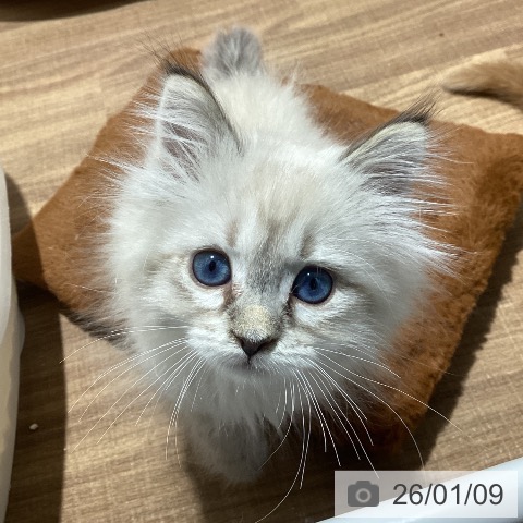 東京都のサイベリアン (ペッツワン 青梅インター店/2025年10月22日生まれ/男の子/シールリンクスポイント)の子猫の3枚目の画像