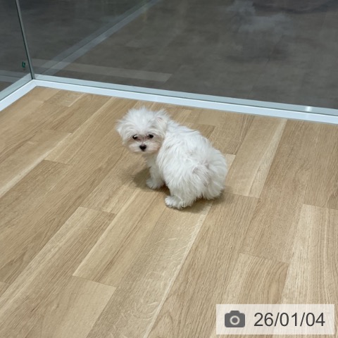 愛知県のマルチーズ (ペットプラス 則武新町店/2025年10月24日生まれ/女の子/ホワイト)の子犬の4枚目の画像