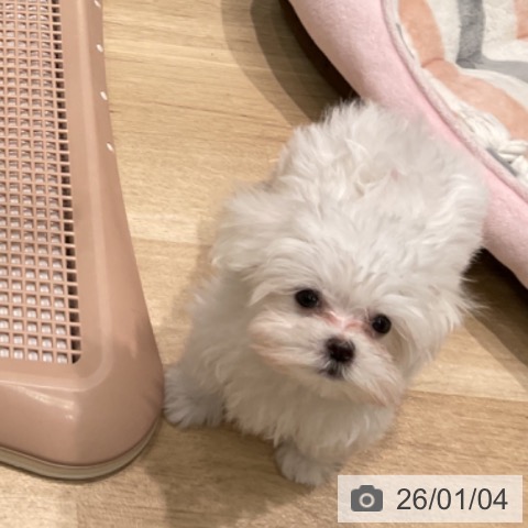 愛知県のマルチーズ (ペットプラス 則武新町店/2025年10月24日生まれ/女の子/ホワイト)の子犬の3枚目の画像
