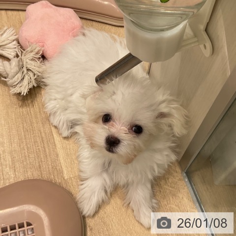 愛知県のマルチーズ (ペットプラス 名古屋茶屋店/2025年10月24日生まれ/女の子/ホワイト)の子犬の4枚目の画像