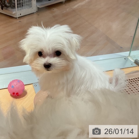 愛知県のマルチーズ (ペットプラス 名古屋茶屋店/2025年10月24日生まれ/女の子/ホワイト)の子犬の3枚目の画像