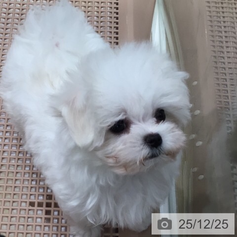 岐阜県のマルチーズ (ペットプラス 各務原店/2025年10月24日生まれ/女の子/ホワイト)の子犬の4枚目の画像