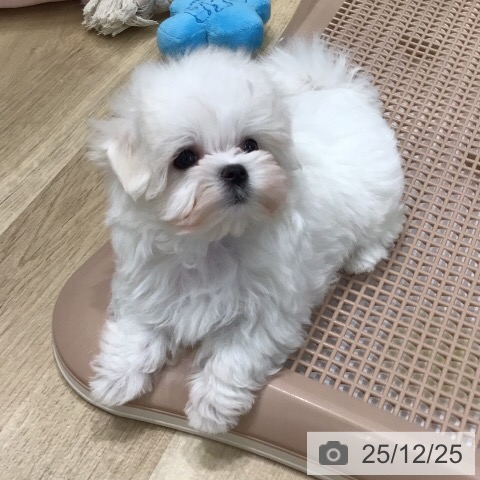 岐阜県のマルチーズ (ペットプラス 各務原店/2025年10月24日生まれ/女の子/ホワイト)の子犬の3枚目の画像