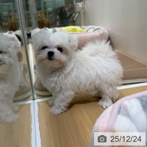 愛知県のマルチーズ (ペットプラス ナゴヤドーム前店/2025年10月24日生まれ/女の子/ホワイト)の子犬の4枚目の画像