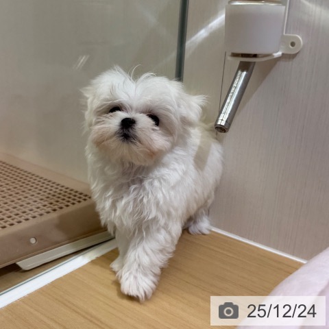 愛知県のマルチーズ (ペットプラス ナゴヤドーム前店/2025年10月24日生まれ/女の子/ホワイト)の子犬の3枚目の画像