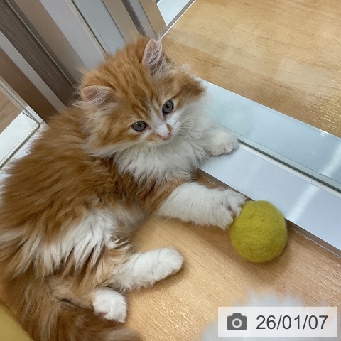 愛知県のラガマフィン (ペットプラス mozoワンダーシティ店/2025年10月24日生まれ/男の子/レッドタビーホワイト)の子猫の4枚目の画像