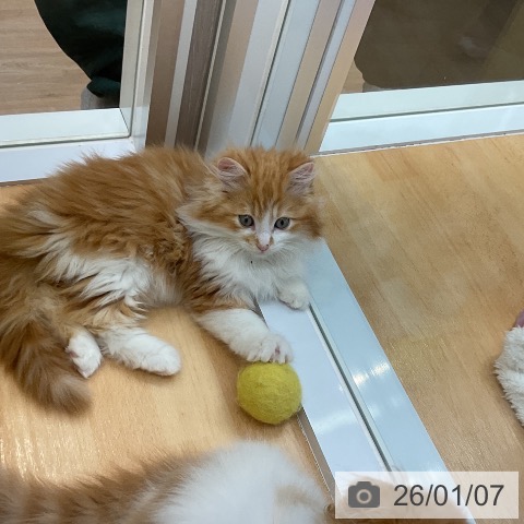 愛知県のラガマフィン (ペットプラス mozoワンダーシティ店/2025年10月24日生まれ/男の子/レッドタビーホワイト)の子猫の3枚目の画像