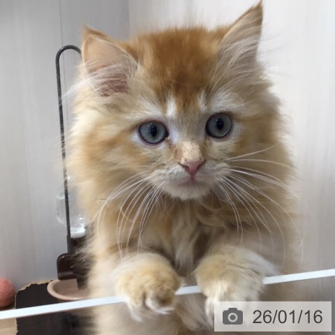 岐阜県のラガマフィン (ペットプラス 各務原店/2025年10月24日生まれ/男の子/レッドタビーホワイト)の子猫の4枚目の画像