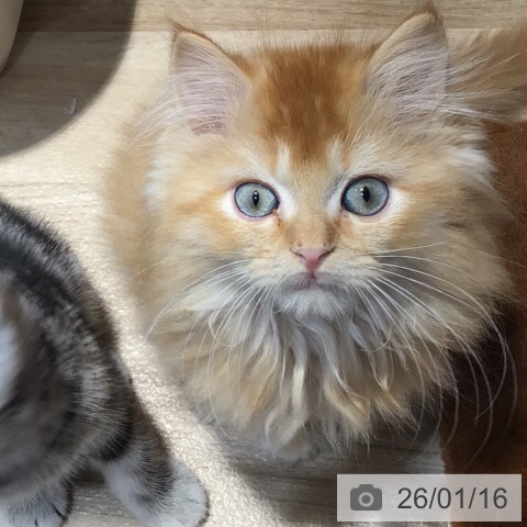 岐阜県のラガマフィン (ペットプラス 各務原店/2025年10月24日生まれ/男の子/レッドタビーホワイト)の子猫の3枚目の画像