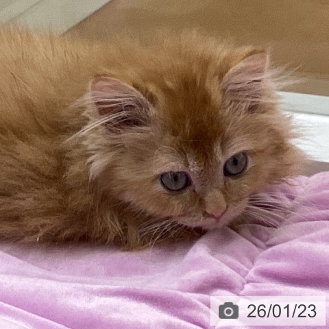 三重県のラガマフィン (ペットプラス 四日市泊店/2025年10月24日生まれ/男の子/レッドタビーホワイト)の子猫の3枚目の画像